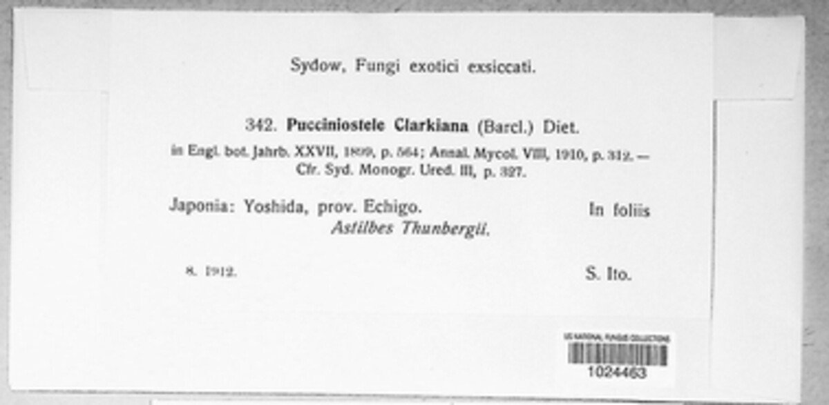 Pucciniostele image